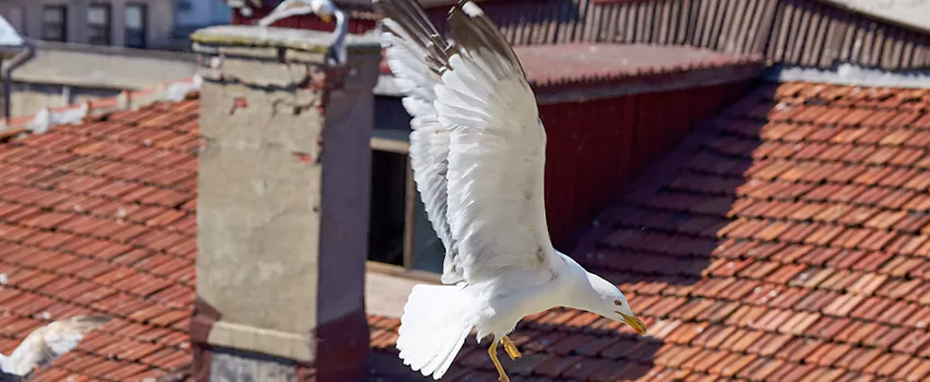 Residential Chimney Animal Removal Solution in Desert Hot Springs, CA